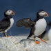 puffin_atlantic_msi_h_1129_can0749.jpg